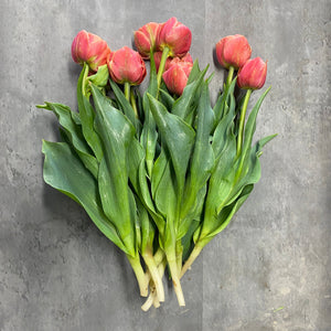 Tulip-Copper Image