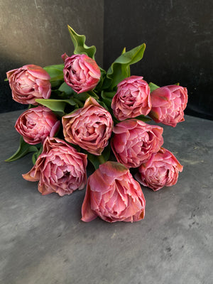 Tulip-Beachberry