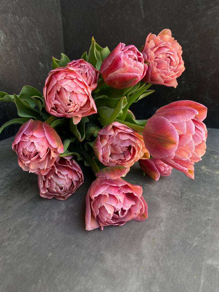 Tulip-Beachberry