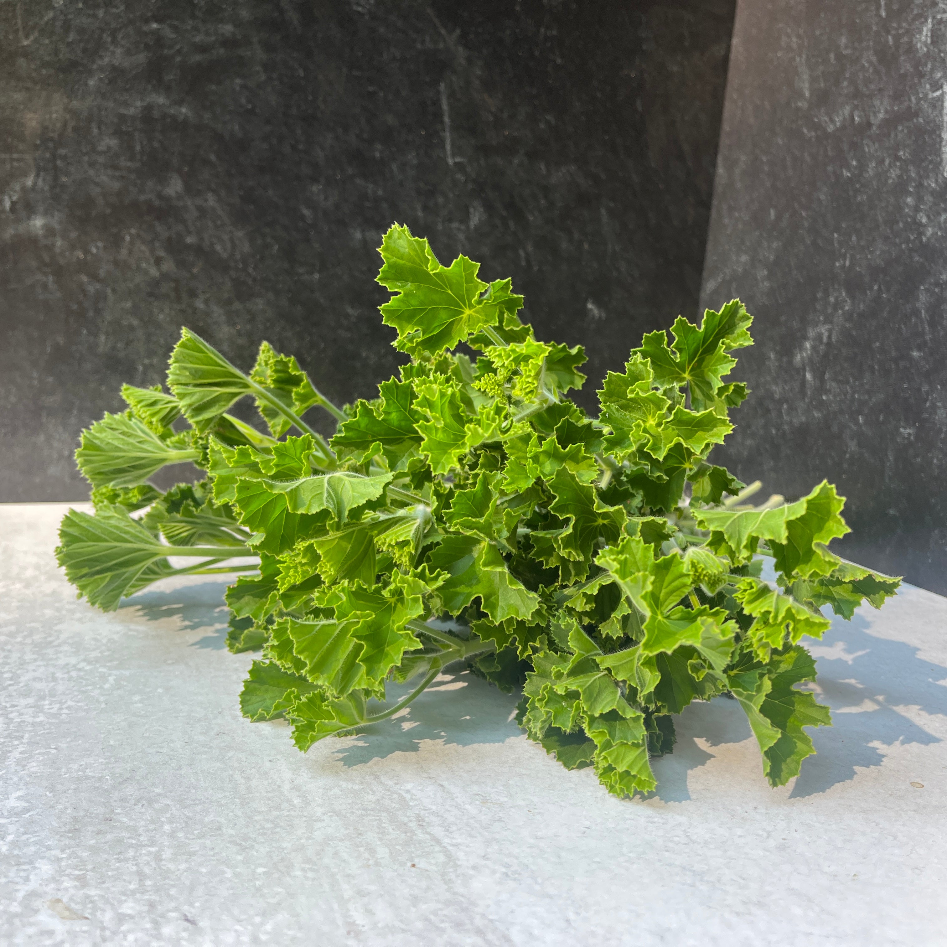 Scented Geranium-Pink Champagne