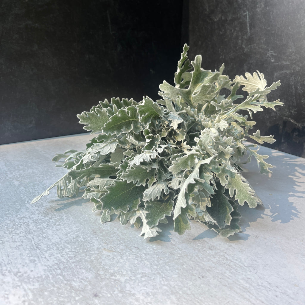 Dusty Miller Candicans