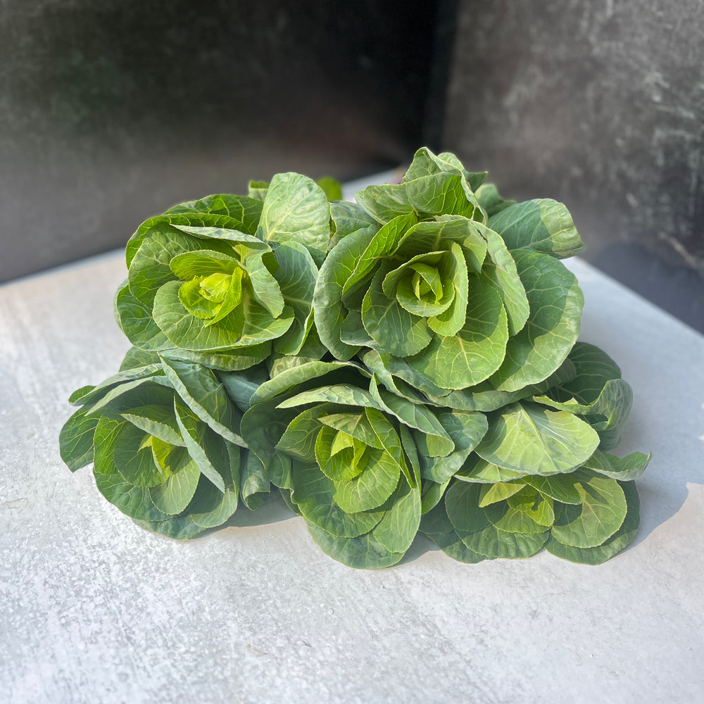 Flowering Cabbage-Green