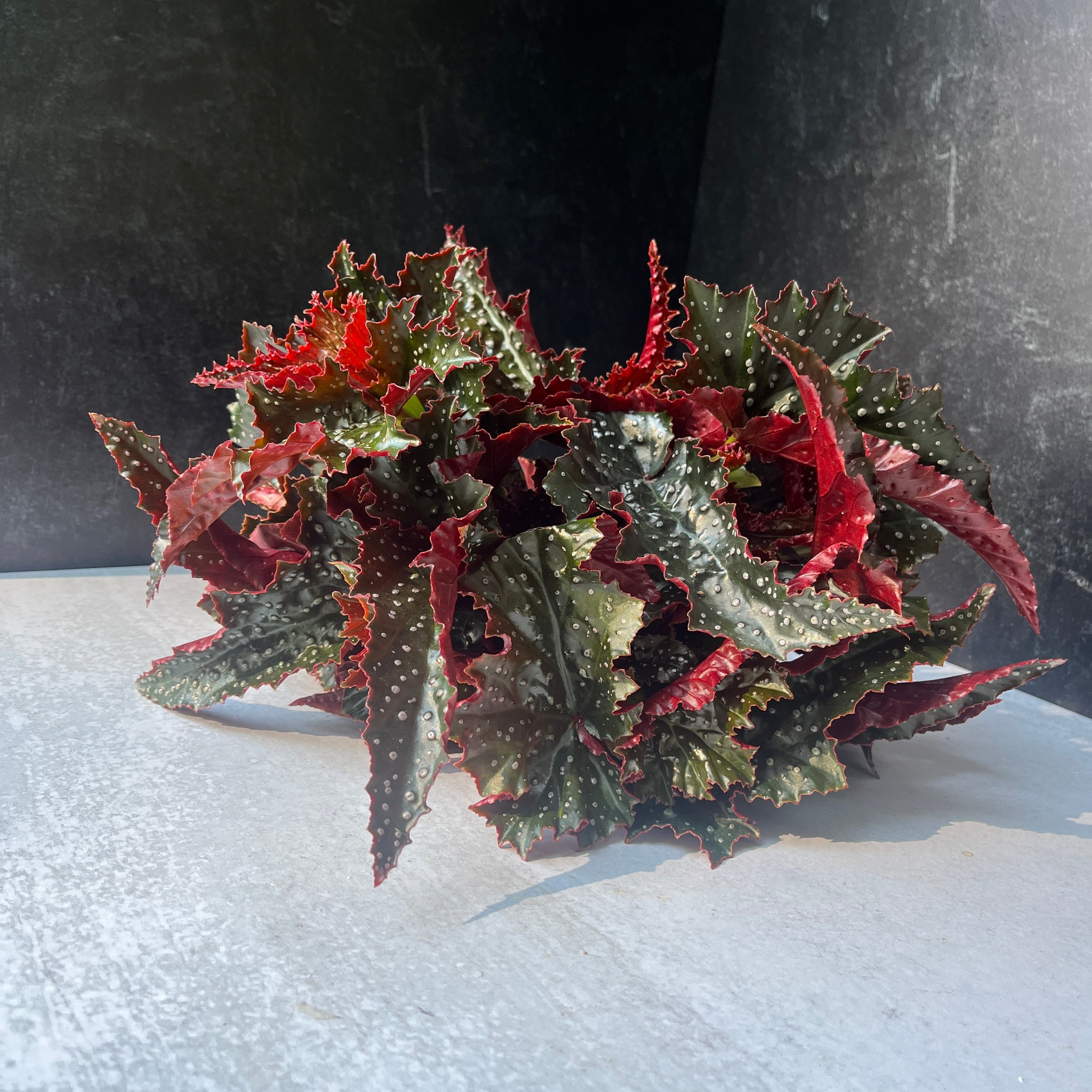 Begonia-Foliage Dark