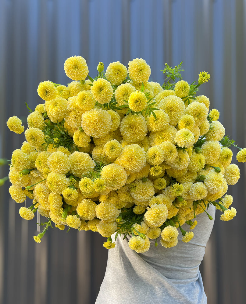 Marigold-Cream
