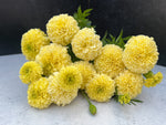 Marigold-Cream