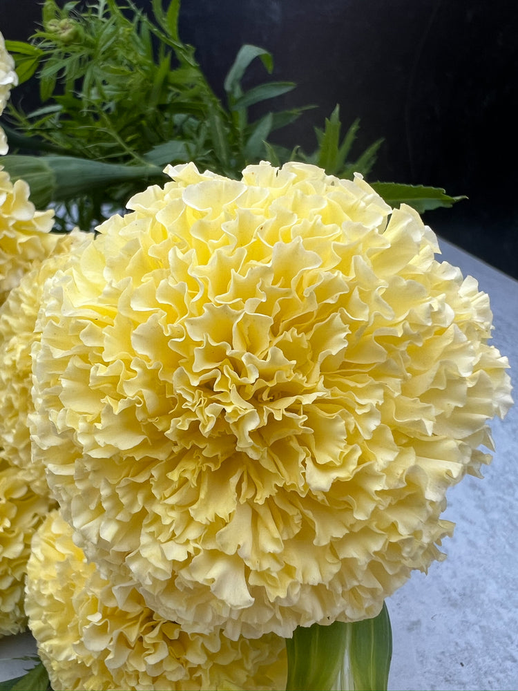 Marigold-Cream