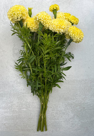 Marigold-Cream