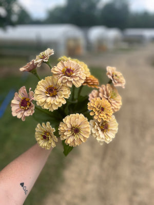 Zinnia-Floret Alpenglow