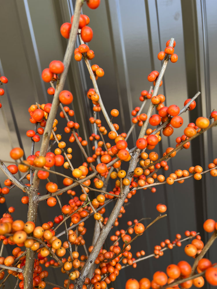 Winterberry-Orange Ilex