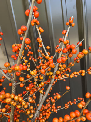Winterberry-Orange Ilex