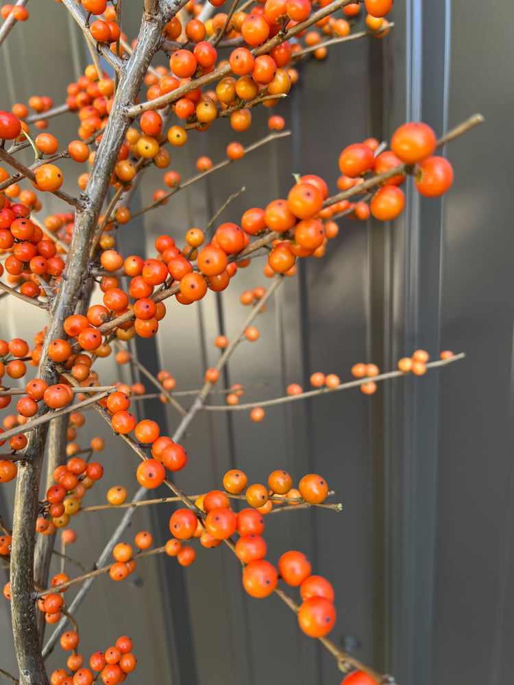 Winterberry-Orange Ilex