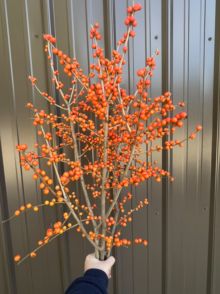 Winterberry-Orange Ilex