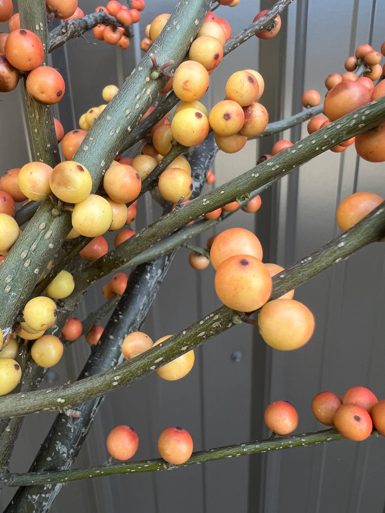 Winterberry-Orange Ilex