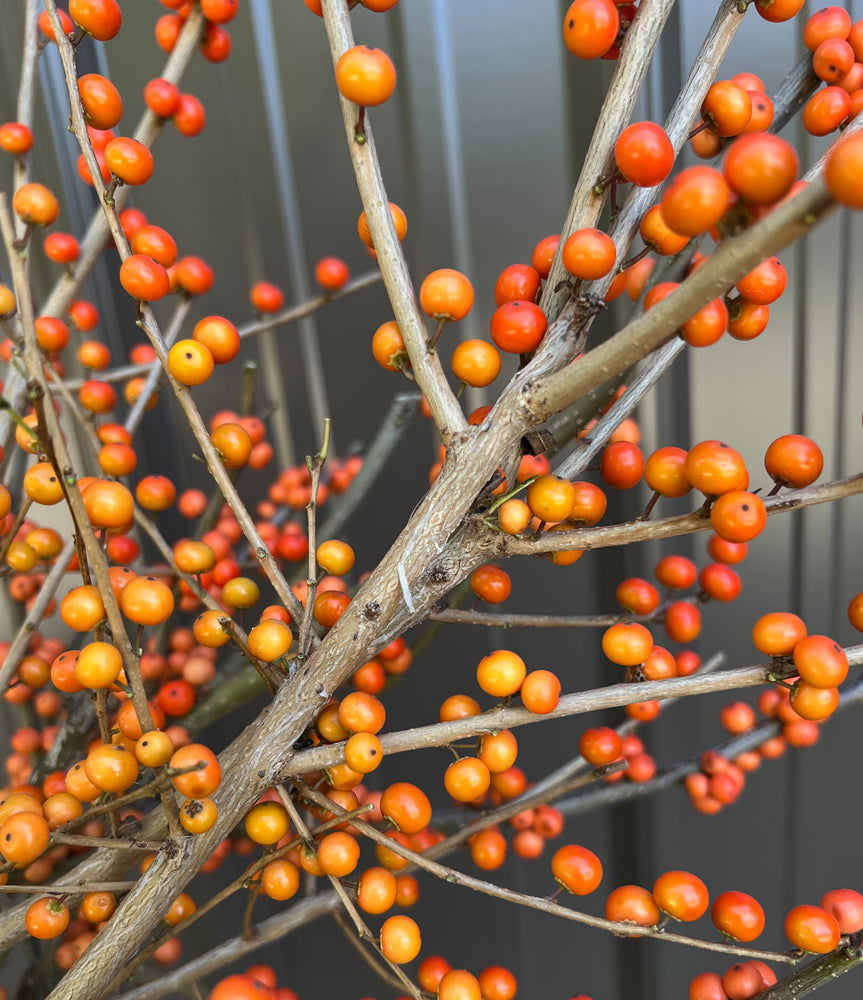 Winterberry-Orange Ilex