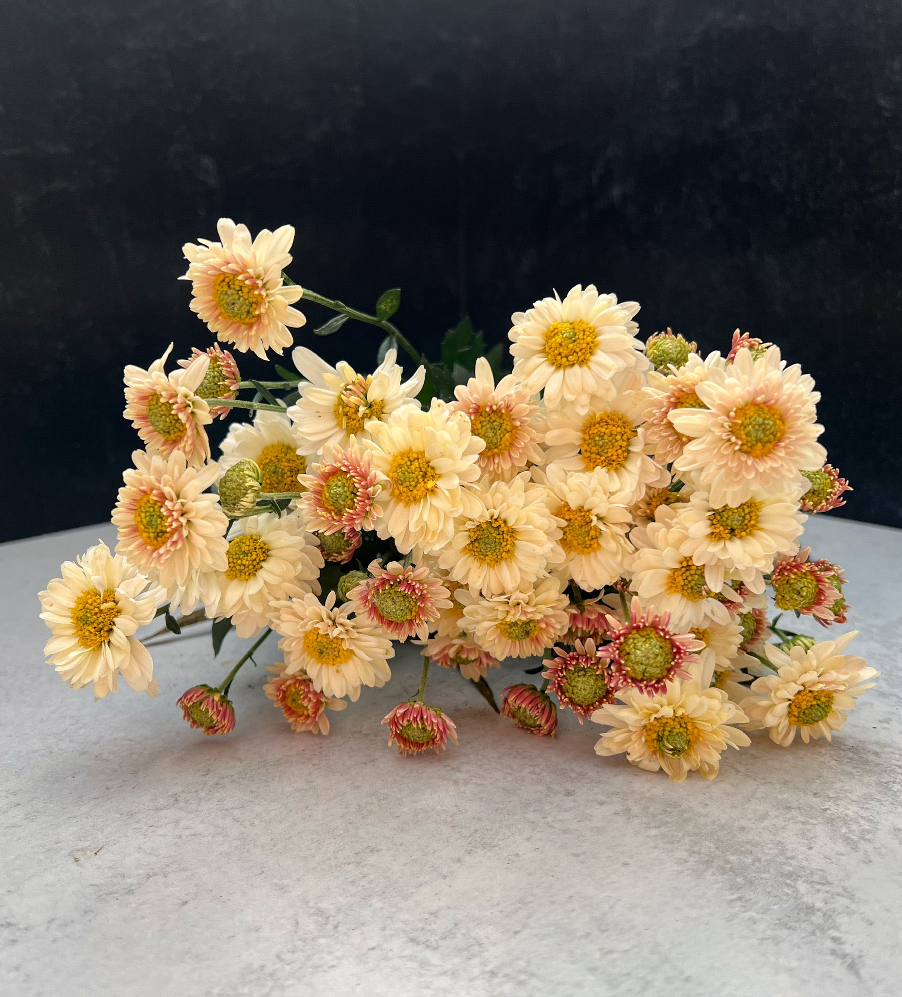 Heirloom Mum Spray-Snowfall