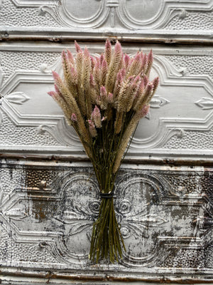 Dried Flowers-Celosia Flamingo Feather Spike