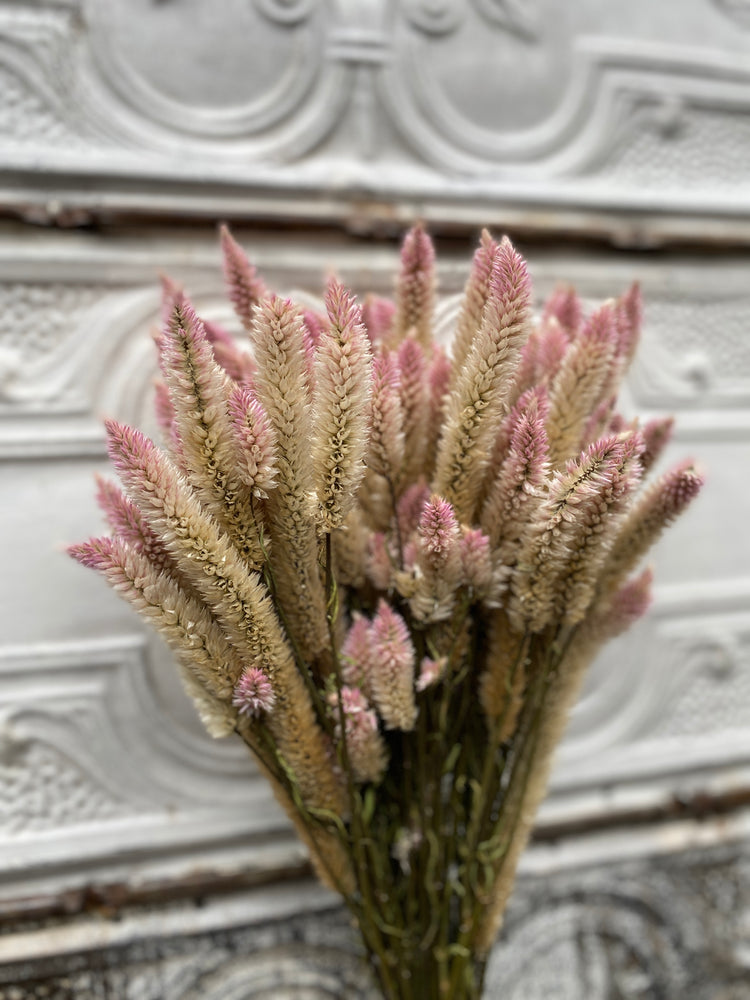 Dried Flowers-Celosia Flamingo Feather Spike