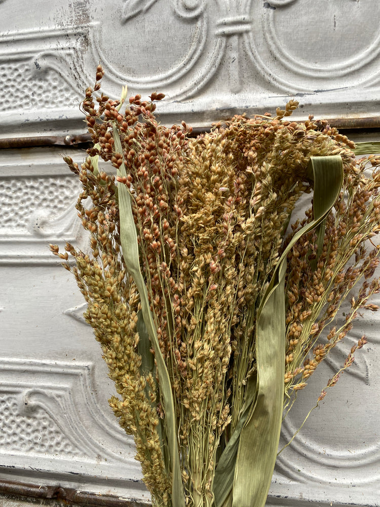 Dried Grains-Broomcorn Blonde