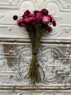 Dried Flowers-Strawflower Burgundy