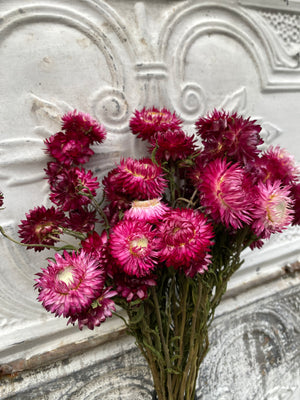 Dried Flowers-Strawflower Burgundy