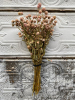 Dried Flowers-Gomphrena Blush