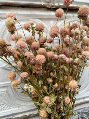 Dried Flowers-Gomphrena Blush