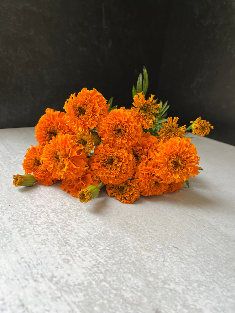 Marigold-Orange