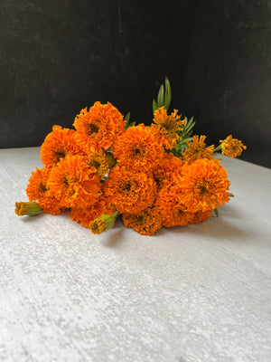 
            
                Load image into Gallery viewer, Marigold-Orange
            
        