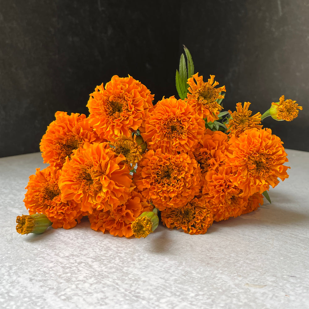 
            
                Load image into Gallery viewer, Marigold-Orange
            
        