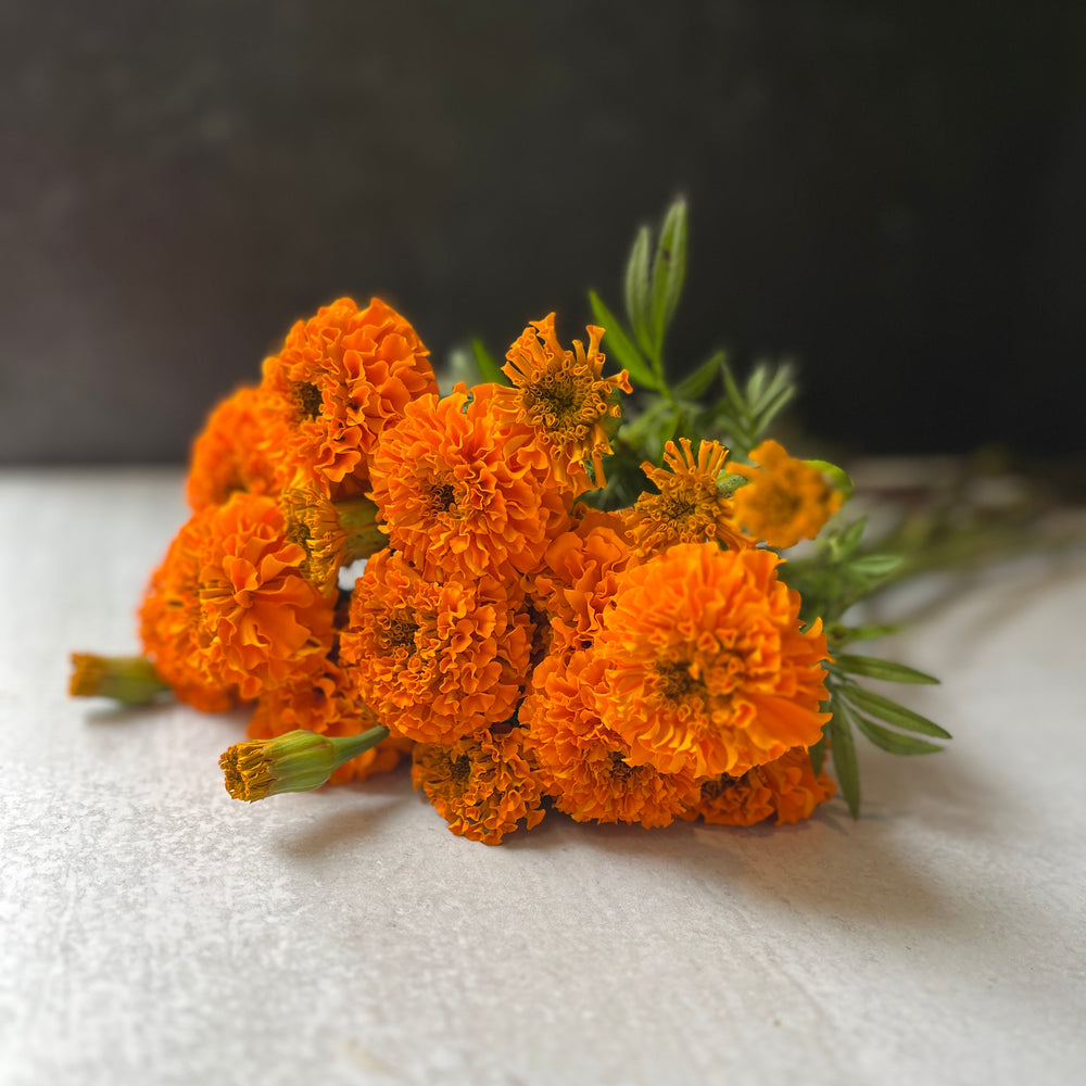 Marigold-Orange