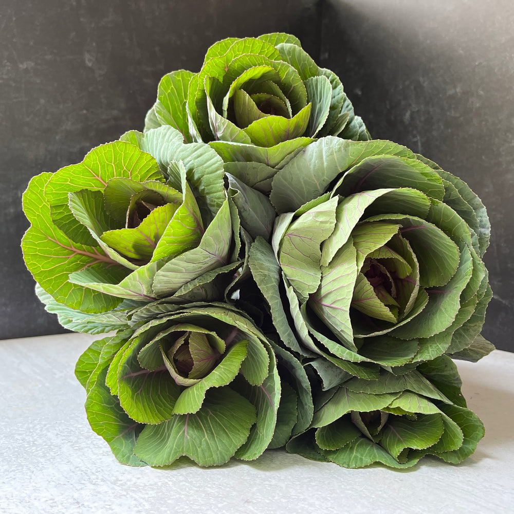 Flowering Cabbage-Lavender