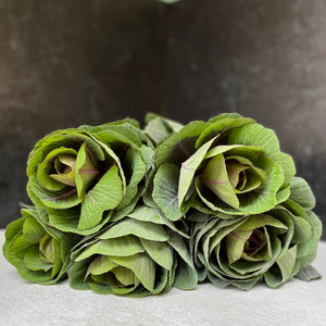 Flowering Cabbage-Lavender