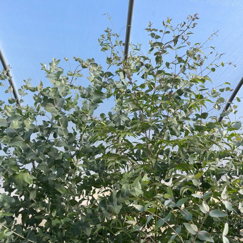 Eucalyptus Super Tall