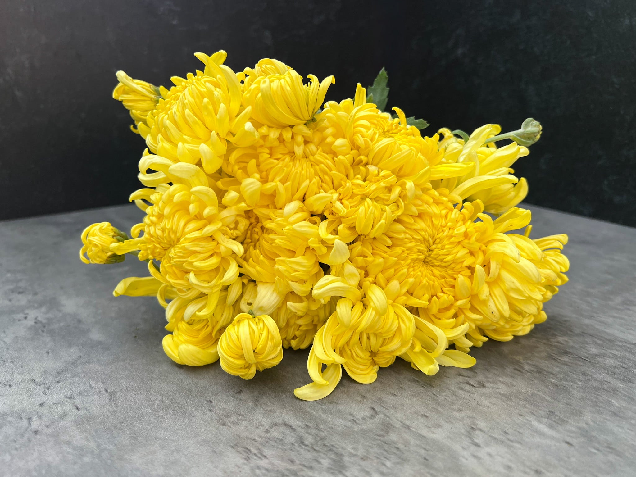 Heirloom Mum Disbud-Lemon