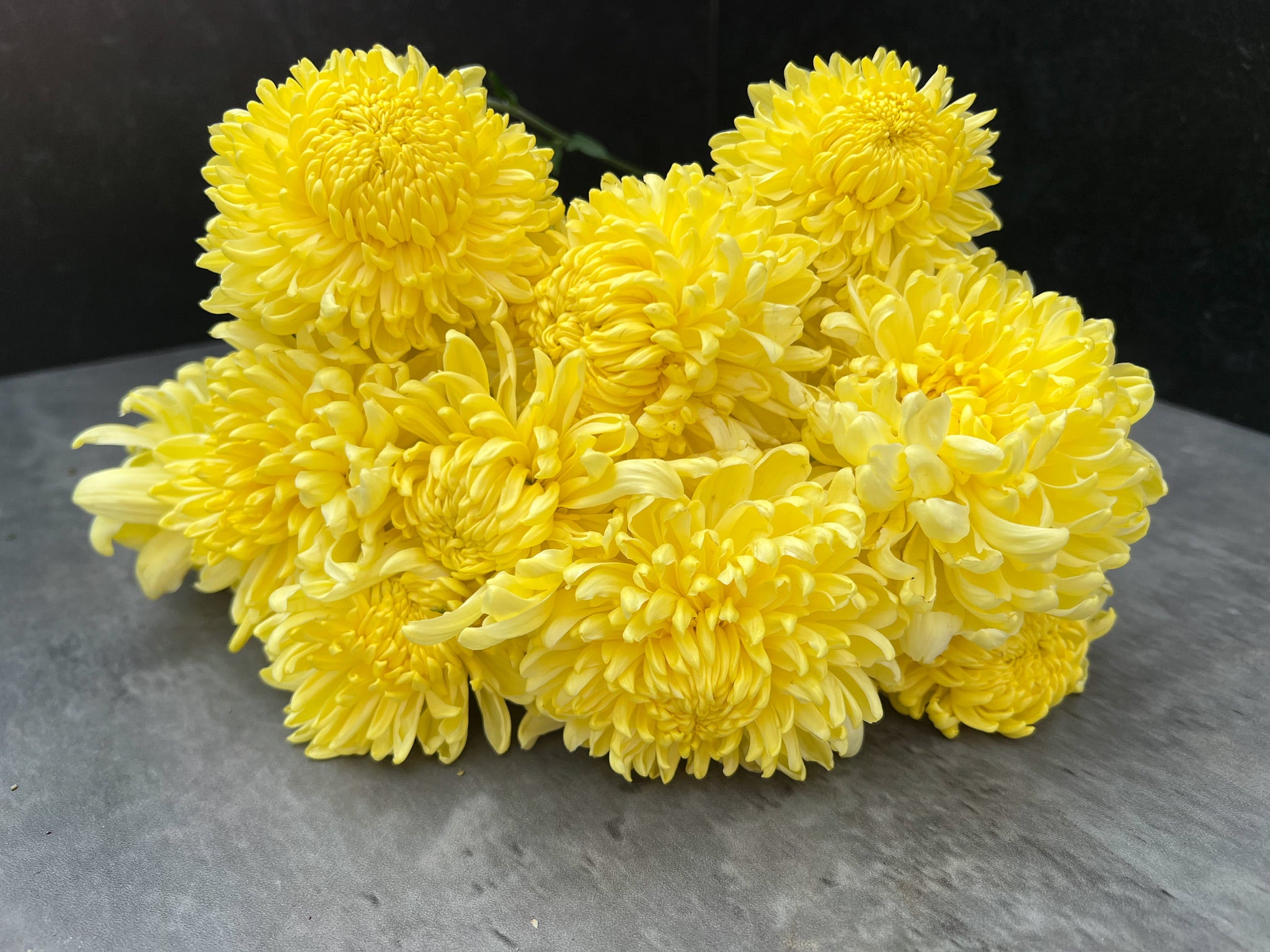 Heirloom Mum Disbud-Primrose Tennis