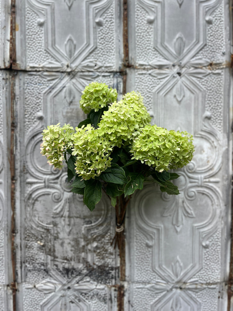 Hydrangea-Little Limes