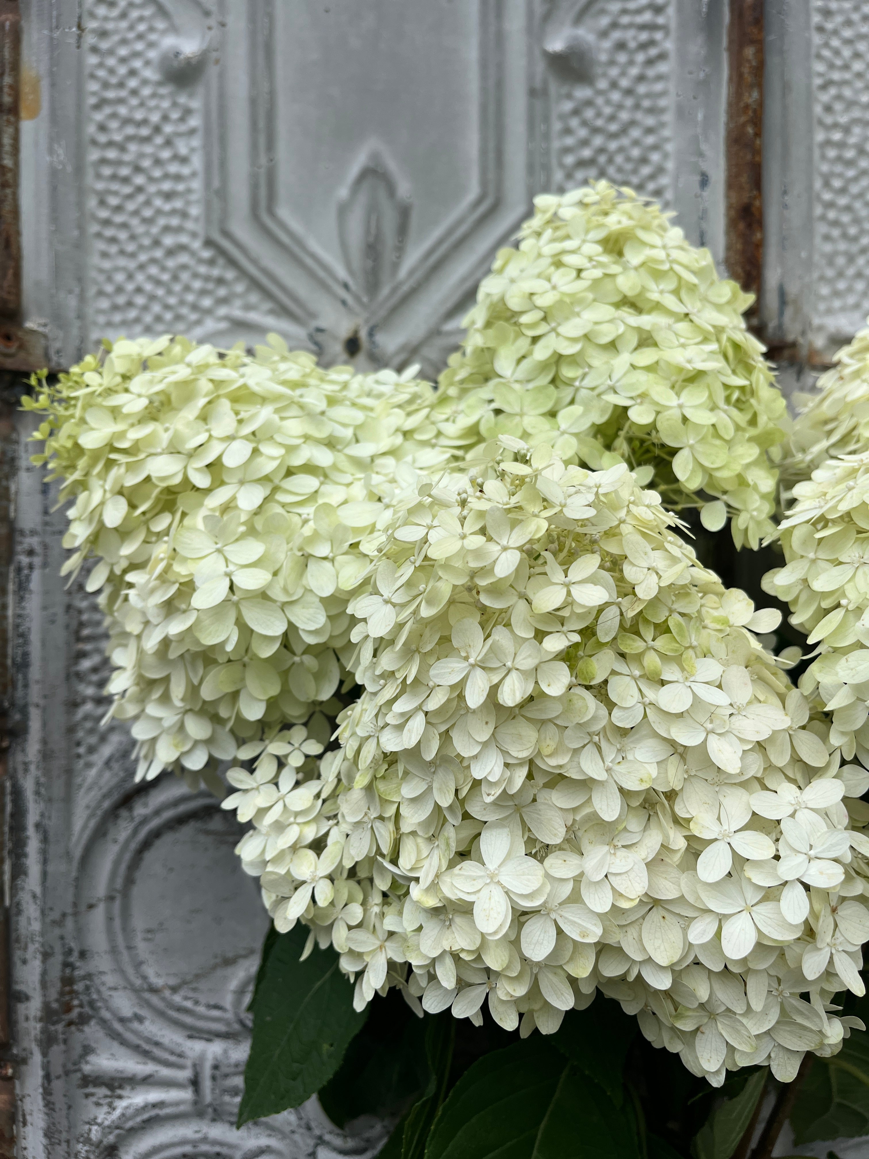 Hydrangea-Limelight Box Lot