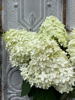Hydrangea-Limelight - SMFF Wholesale