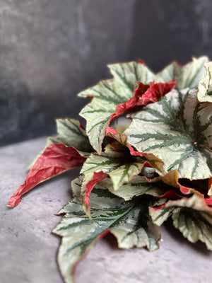 Begonia-Foliage Bicolor