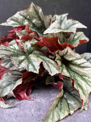 Begonia-Foliage Bicolor