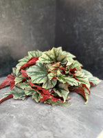 Begonia-Foliage Bicolor