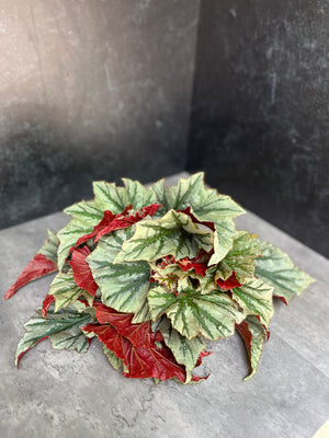 Begonia-Foliage Bicolor