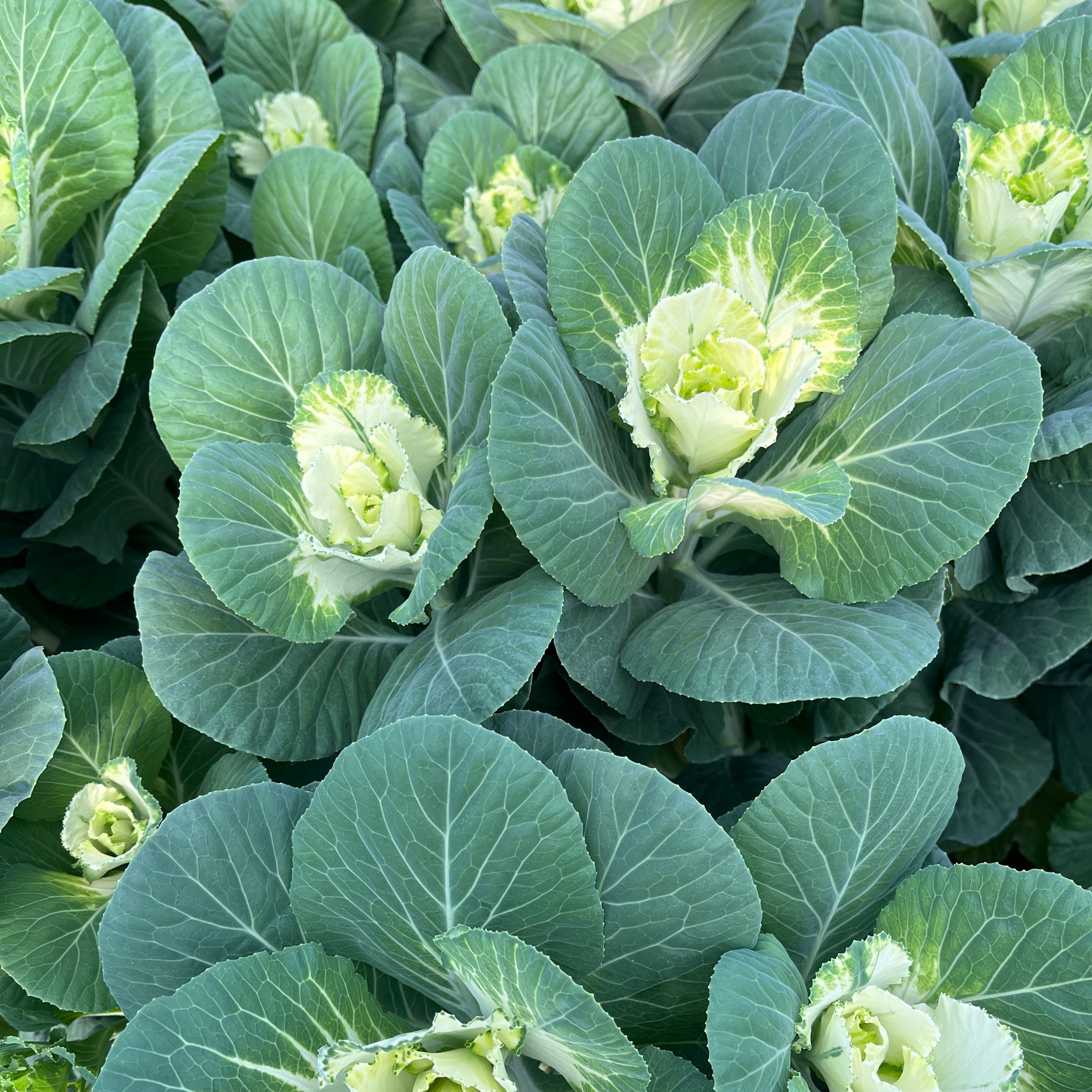 Flowering Cabbage-White Ruffle