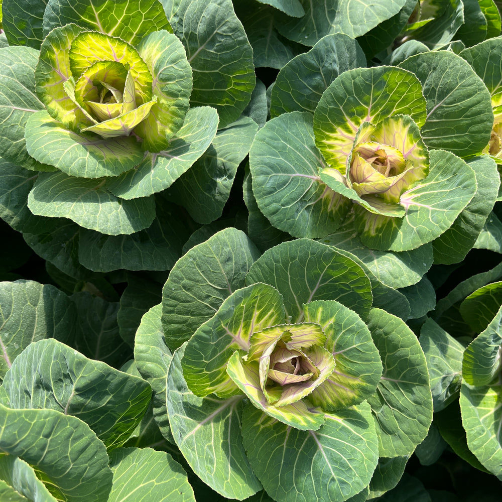 Flowering Cabbage-Bicolor