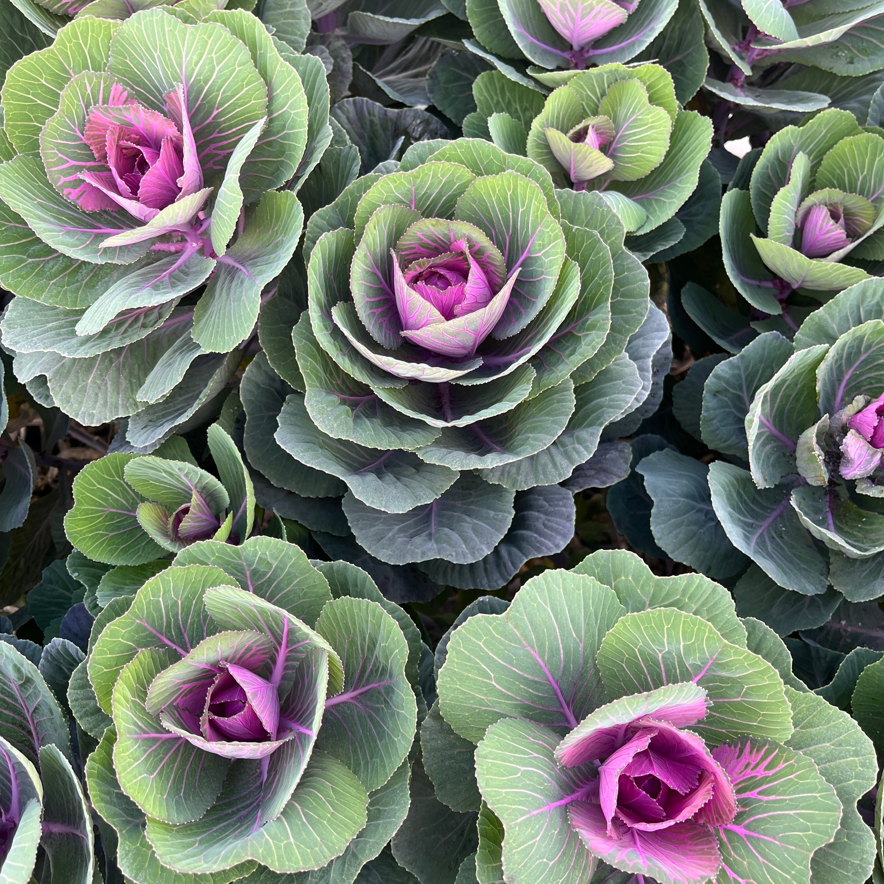 Flowering Cabbage-Purple Shorties