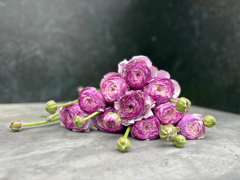 Ranunculus-Lavender