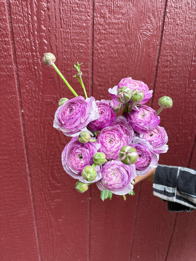 Ranunculus-Lavender