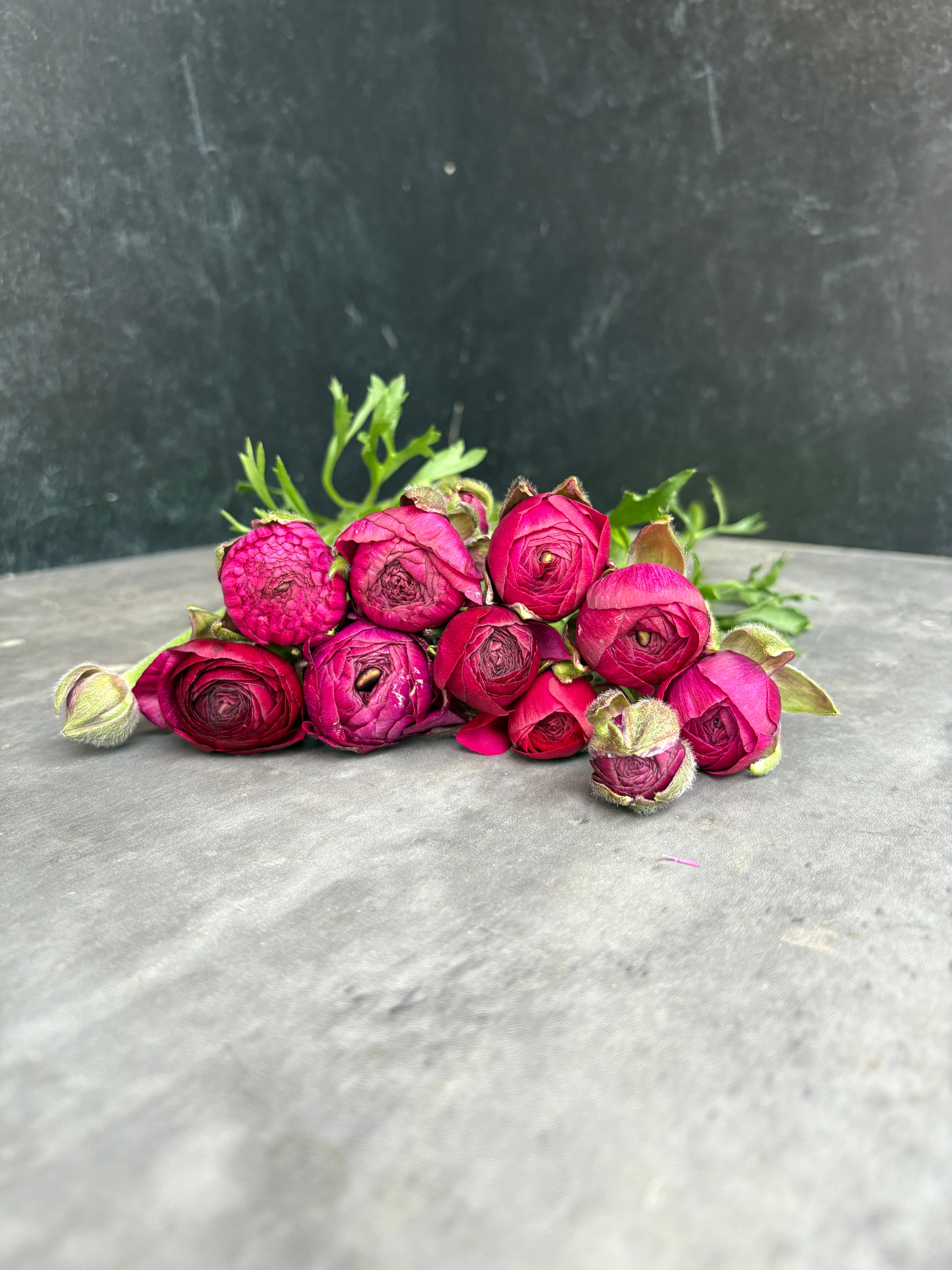 Ranunculus Regular-Viola