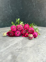 Ranunculus-Viola