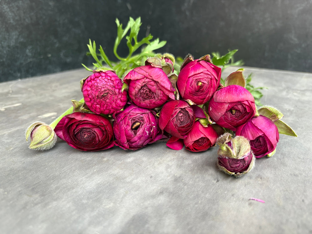 Ranunculus-Viola